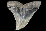 Large, Fossil Hemipristis Tooth - Georgia #74771-1